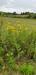 Silphium integrifolium laeve