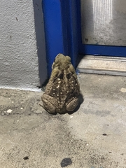 Rhinella marina