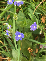Veronica chamaedrys