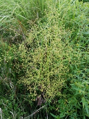 Alisma plantago-aquatica