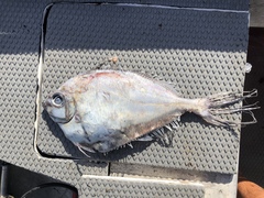 Grammicolepis brachiusculus