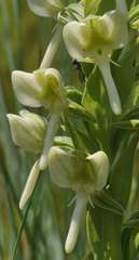Habenaria epipactidea
