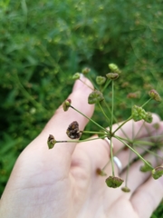 Alisma plantago-aquatica