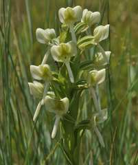 Habenaria epipactidea