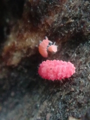 Bilobella braunerae
