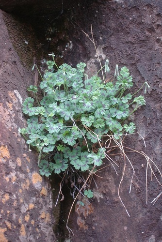 Pelargonium ranunculophyllum image