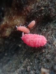 Bilobella braunerae