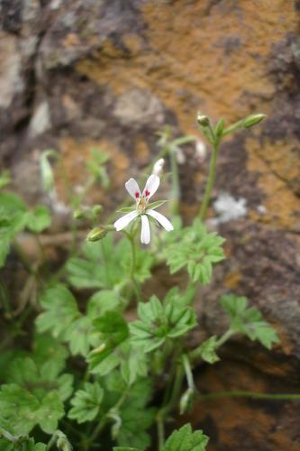 Pelargonium ranunculophyllum image