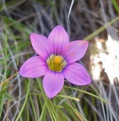 Romulea camerooniana