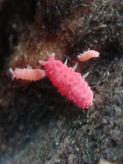 Bilobella braunerae