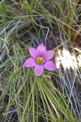 Romulea camerooniana