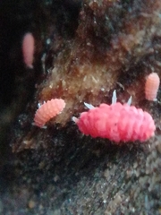 Bilobella braunerae