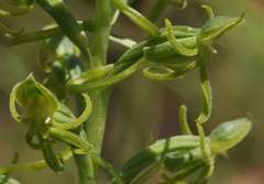 Habenaria mossii