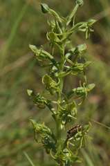 Habenaria mossii