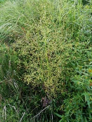 Alisma plantago-aquatica