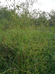Alisma plantago-aquatica