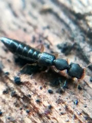 Astenus immaculatus