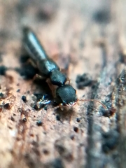 Astenus immaculatus