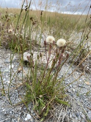 Erigeron lonchophyllus