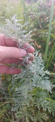 Artemisia messerschmidtiana