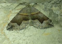Scotopteryx moeniata