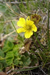 Geum capense