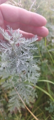 Artemisia messerschmidtiana