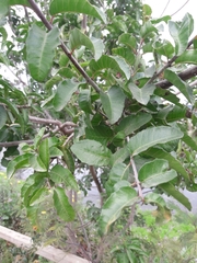 Schinus latifolia
