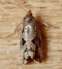 Endothenia nubilana