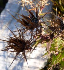 Berkheya cruciata cruciata