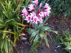 Crinum bulbispermum