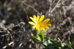 Osteospermum australe