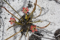 Euphorbia silenifolia
