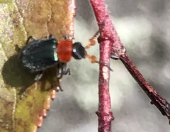 Collops tricolor