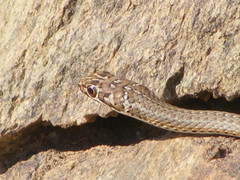 Psammophis notostictus