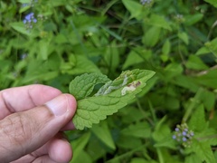 Liriomyza carphephori