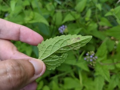 Liriomyza carphephori