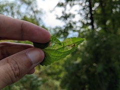 Liriomyza carphephori