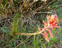 Lachenalia bulbifera