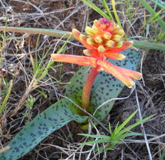 Lachenalia bulbifera
