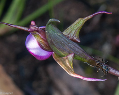 Myrmicaria nigra