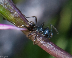 Myrmicaria nigra