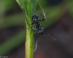 Myrmicaria nigra