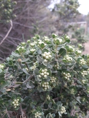 Baccharis macraei