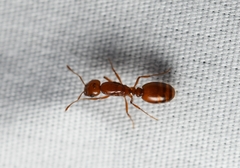 Solenopsis amblychila