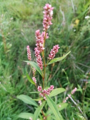 Persicaria maculosa