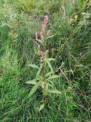 Persicaria maculosa