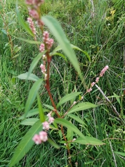 Persicaria maculosa