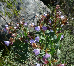 Lobostemon laevigatus