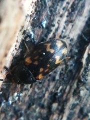 Mycetophagus atomarius